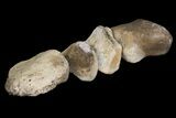 Composite Hadrosaur Finger - Alberta (Disposition #-) #100752-2